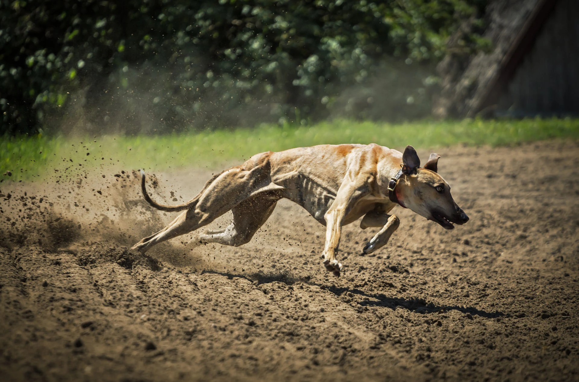 Los galgos son animales muy rápidos, por eos se utilizan en carreras y para caza. 