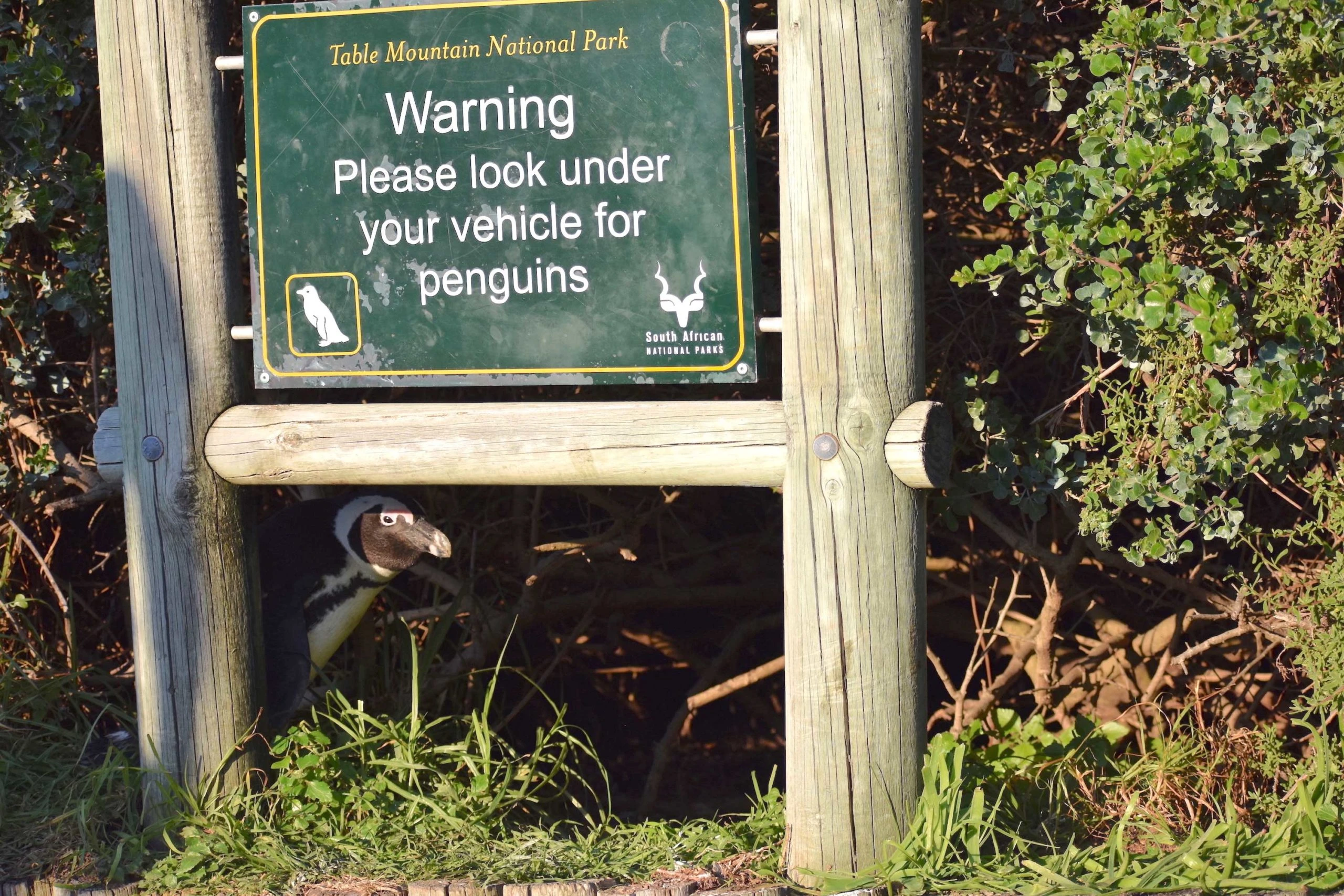 "No hay pingüinos aquí abajo" (Pearl Kasparian)