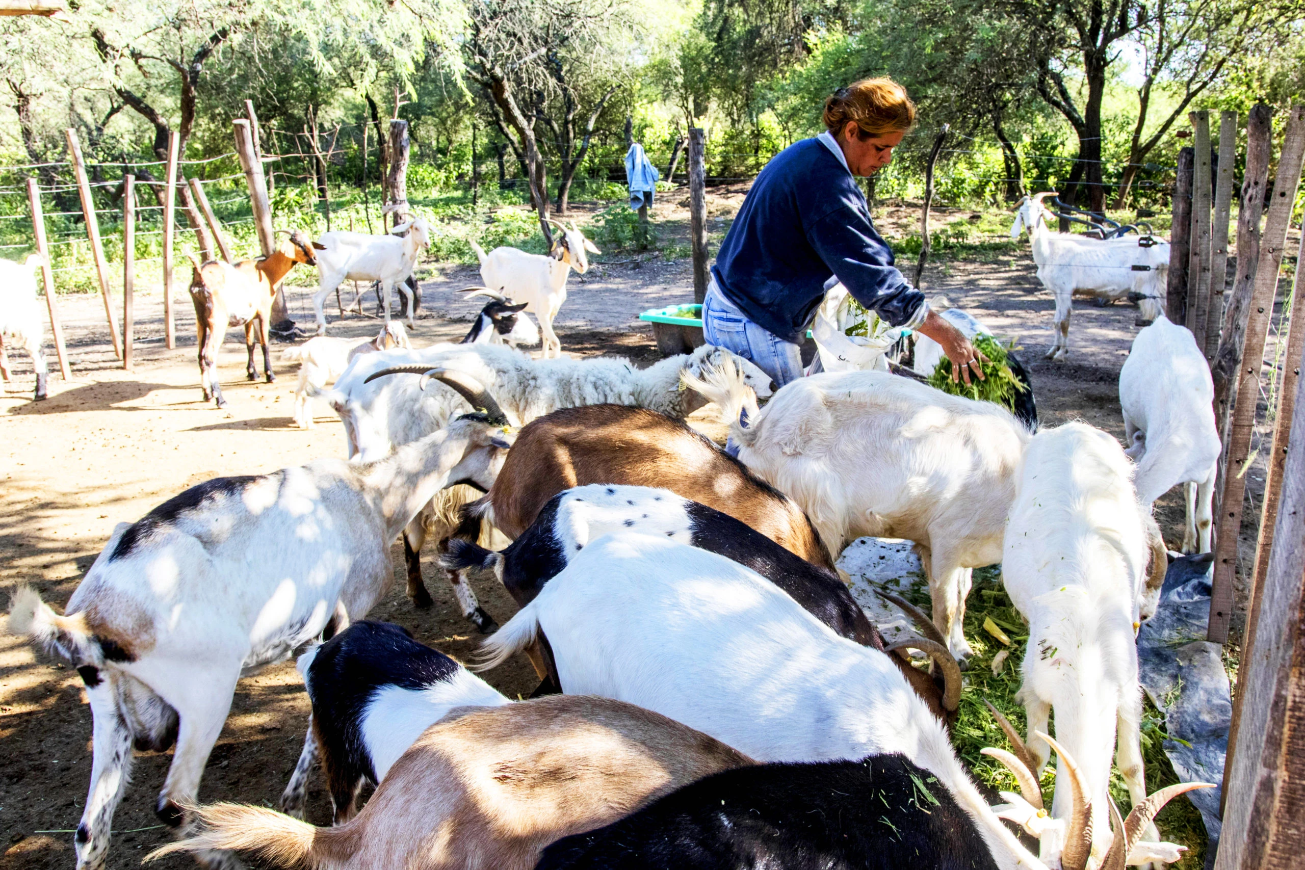 Pequeña productora alimentando su majada, miembro de Pastoras del Monte y de la Red Mujeres Rurales. Foto: El futuro está en el monte.