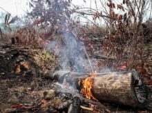 Un árbol arde en un área devastada por un incendio en la Amazonía. EFE/ Fernando Bizerra Jr./Archivo
