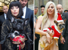 Lady Gaga con Koji y Gustav, sus dos bulldogs franceses.