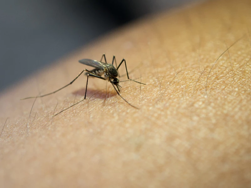 Dengue: los infectados provincia a provincia