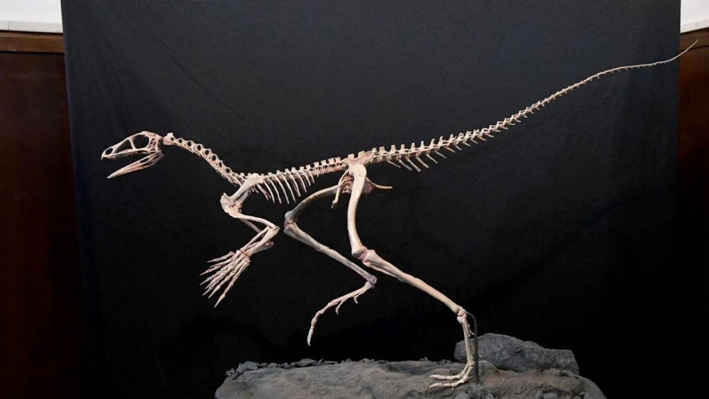 
El Venetoraptor medía un metro de altura y pesaba hasta 8 kilos. Foto archivo,