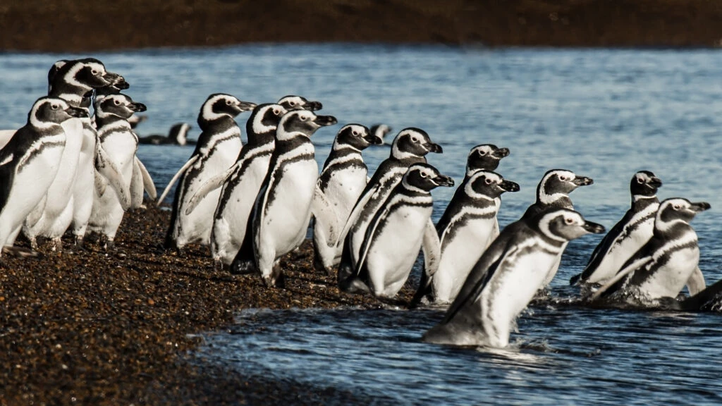 Grupo de pingüinos ingresando al mar.