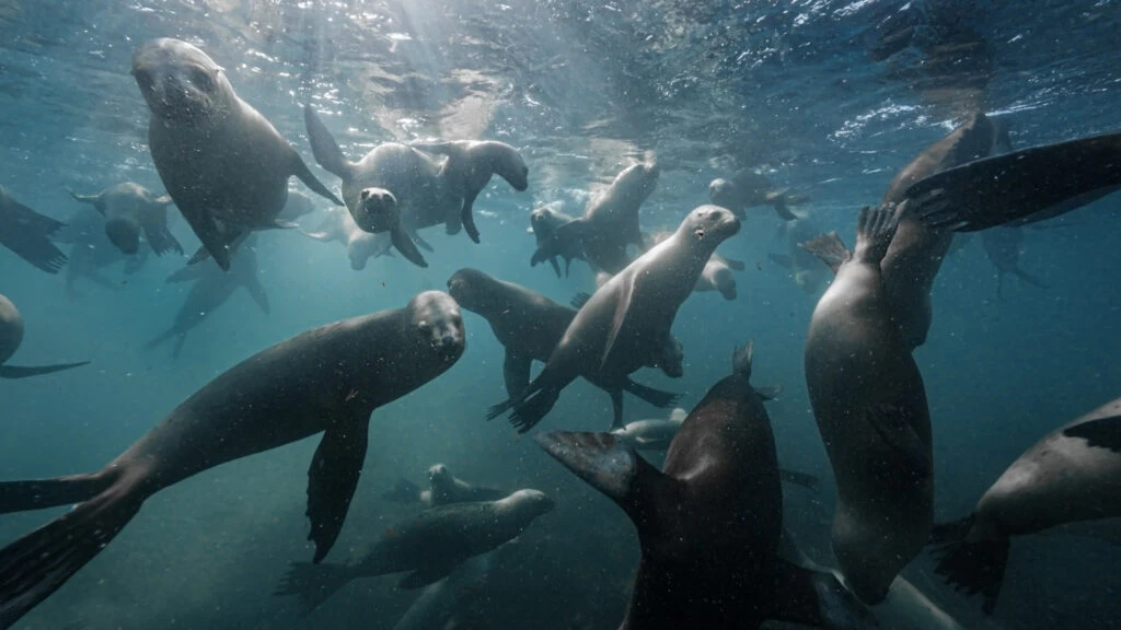 Grupo de focas nadando. 