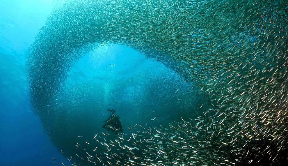 La migración de la sardina, Sudáfrica. Foto archivo. 